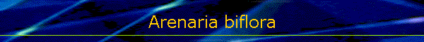 Arenaria biflora