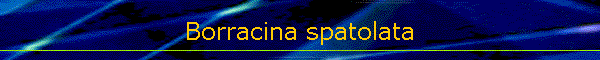 Borracina spatolata