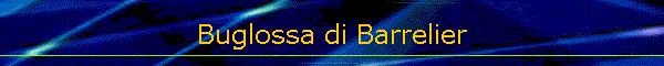 Buglossa di Barrelier