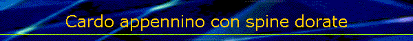 Cardo appennino con spine dorate