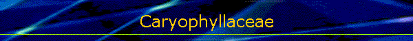 Caryophyllaceae