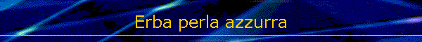 Erba perla azzurra