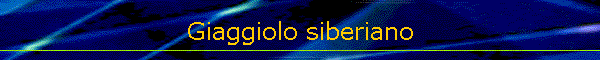 Giaggiolo siberiano