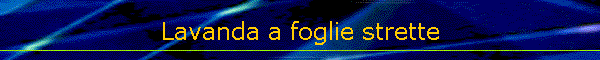 Lavanda a foglie strette