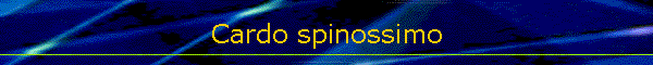 Cardo spinossimo