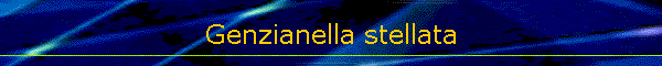 Genzianella stellata