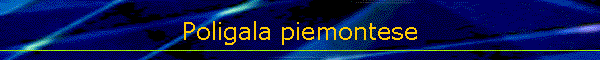 Poligala piemontese