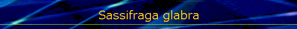 Sassifraga glabra