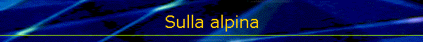 Sulla alpina