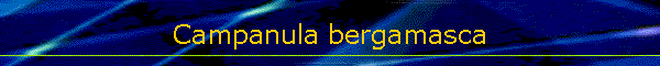 Campanula bergamasca