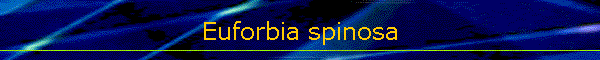 Euforbia spinosa