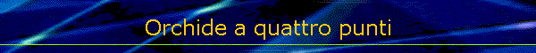Orchide a quattro punti