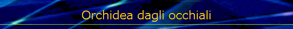 Orchidea dagli occhiali