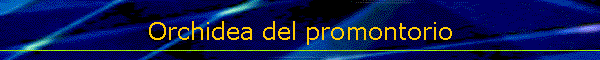 Orchidea del promontorio