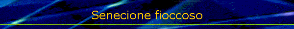 Senecione fioccoso