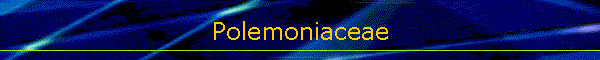 Polemoniaceae